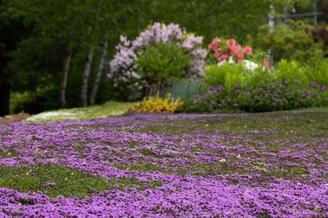 This stylish selection of ground cover is guaranteed to turn your yard into a carpet of color and texture. Best of all, they're easier to look after too! Alternative Grass Lawns, Native Grass Lawn, Grass Alternative Front Yard, Grass Alternatives, Clover Lawn, Wild Gardens, Native Landscaping, Grass Alternative, Clover Plant