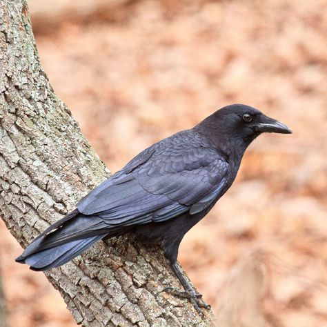 American Crow | Audubon Field Guide Common Crow, Crow Pictures, Crow Images, North American Animals, American Crow, Bird Identification, Crow Tattoo, Crow Bird, Crows Ravens