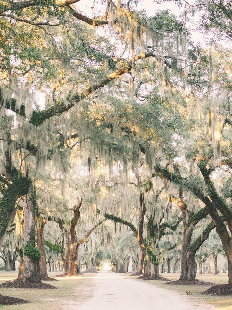 Fenwick Hall in South Carolina Wedding Venues South Carolina, South Carolina Art, Summertime Wedding, Charleston Wedding Venues, Stunning Wedding Venues, South Carolina Wedding, Southern Gothic, Real Weddings Photos, Spanish Moss