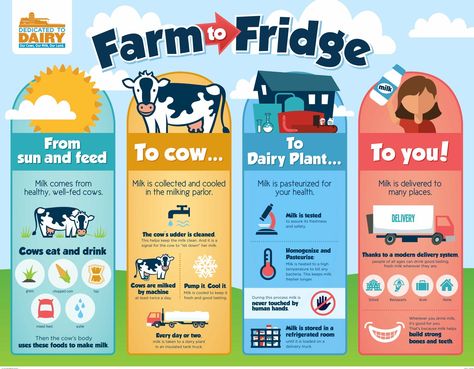 Dairy - Farm to Fridge Agriculture Classroom, Farms Animals, Cow Facts, Farm Facts, Food Lessons, Food Webs, From Farm To Table, Elementary Lesson Plans, Infographic Poster