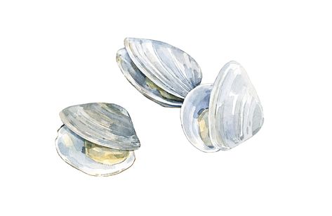 Clams Food Tattoo, Mental Healthcare, Sea Life Wall Art, Sea Treasure, Watercolor Food, Watercolor Fish, Oyster Bar, Watercolor Ocean, Painted Shells