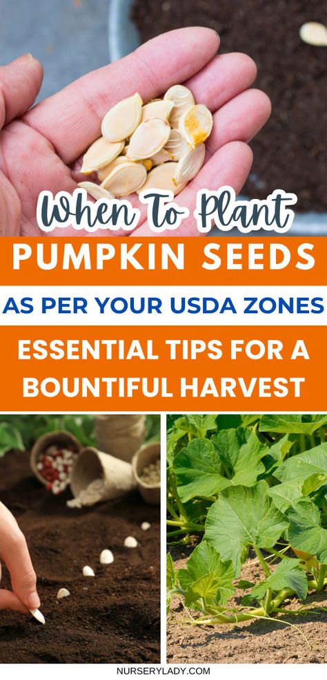 "Discover the best times to plant pumpkin seeds according to your USDA zones for a bountiful harvest! This guide covers essential tips on planting pumpkin seeds, including how to grow pumpkins from seeds, soaking pumpkin seeds before planting, and cleaning pumpkin seeds for planting. Learn about drying pumpkin seeds for planting, companion plants for pumpkins, and the ideal conditions for growing pumpkins in containers or garden beds. Drying Pumpkin Seeds, Cleaning Pumpkin Seeds, Pumpkins In Containers, Plant Pumpkin Seeds, Pumpkin Seeds For Planting, Grow Pumpkins From Seeds, Planting Pumpkin Seeds, When To Plant Pumpkins, How To Grow Pumpkins