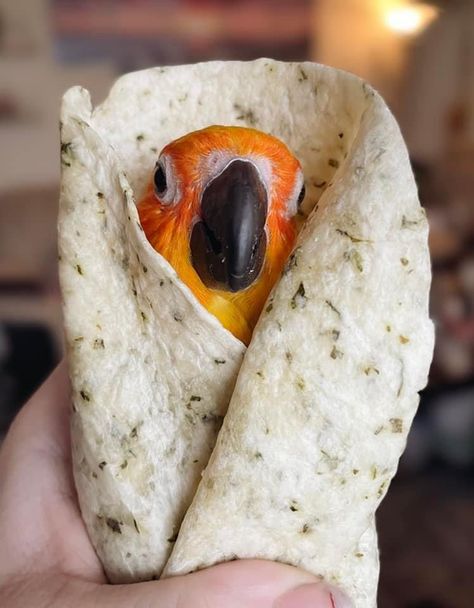 Taco Sandwich, Types Of Parrots, Animal Drawing Inspiration, Conure Bird, Funny Bird Pictures, Conure Parrots, Sun Conure, Birds Photography, British Birds