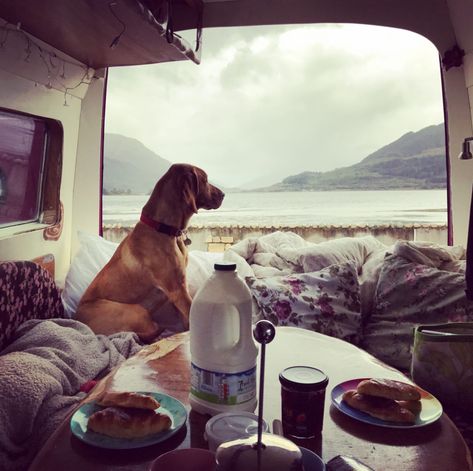 Camper Dog, Travel Camper, Camper Van Life, With Best Friend, Campervan Hire, Dog List, Camper Life, Wildlife Park, Man And Dog