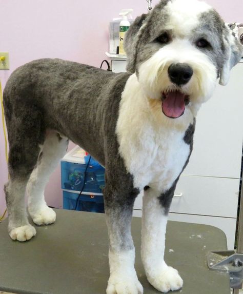 Old English Sheepdog Haircut, Sheepdog Haircut, Sheepadoodle Haircuts, Sheepadoodle Grooming, Bernedoodle Haircuts, Doodle Cuts, Animal Grooming, Old English Sheepdog Puppy, Sheepadoodle Puppy