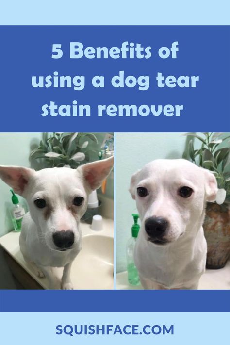 Dog tear stains need to be addressed for your dog’s health but a lot of people don’t know there are remedies to help with tear stain removal or that it’s not ok to ignore the fur discoloration. Here are 5 benefits of using tear stain remover for dogs (beyond the obvious) and tips for how to do it. Dog eye care is a particularly important part of dog health care for some breeds. Get these tips for dog owners to add to your dog care toolkit. Read now at Squishface.com Itchy Dog Skin, Dog Paw Care, Dog Tear Stains, Dog Skin Problem, Wrinkly Dog, Wrinkle Dogs, Dog Skin Care, Dog Remedies, Dog Grooming Tips