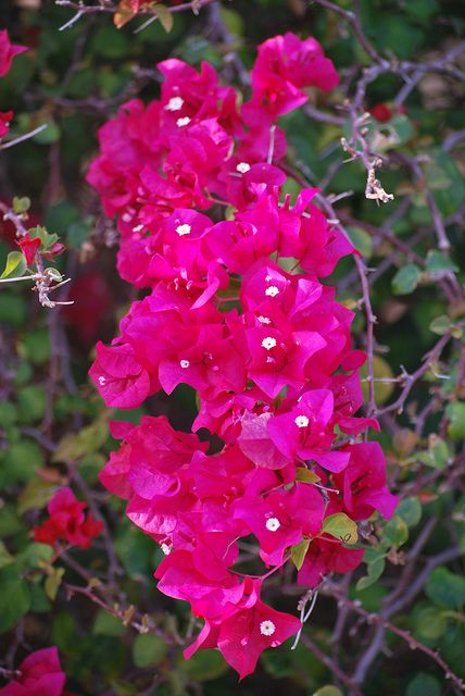 Puerto Rico Flowers by Innerspacealien, via Flickr Puerto Rican Flower, Tattoo Cuff, Pr Ideas, Black Thumb, Puerto Rican Pride, Enchanted Island, Puerto Rican Culture, Love Story Wedding, Fire Flower