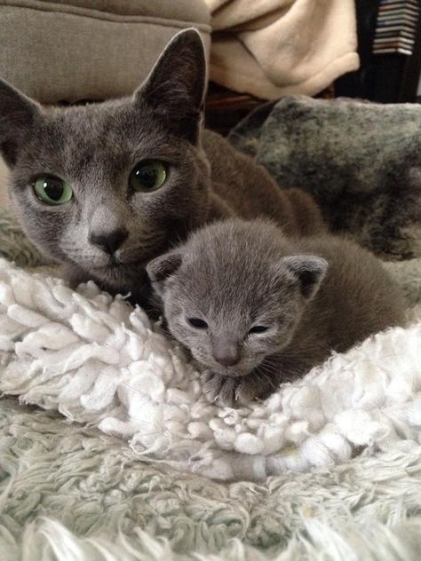 Mother and kitten Nebelung, Beautiful Cats Pictures, Grey Kitten, Russian Blue Cat, Kitten For Sale, Blue Cat, Cute Cat Gif, Cats Kittens, Russian Blue