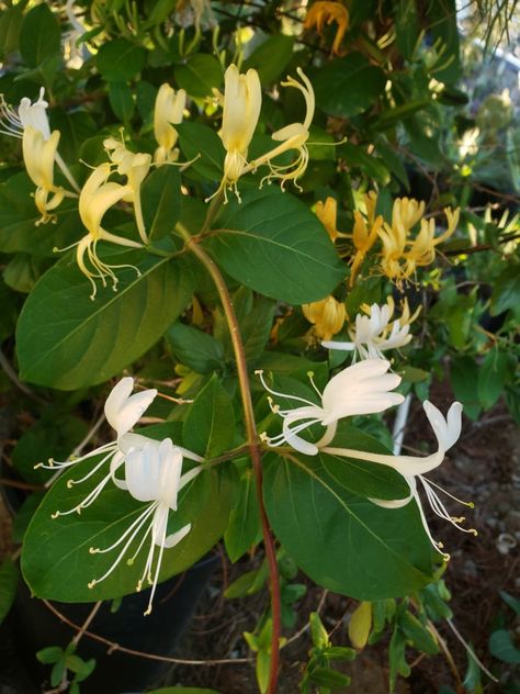 Honeysuckle Vine. Aromatic and beautiful white flowers to turn yellow. White Honeysuckle, Beautiful White Flowers, Tattoo White, Honeysuckle Vine, Vine Tattoo, Vine Tattoos, Tea Dress, White Flowers, Yellow White