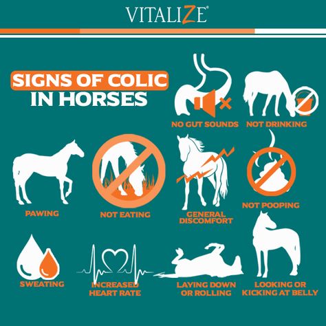 Signs of Colic in Horses colic prevention in horses equine nutrition prebiotic probiotic gut health digestive health Colic In Horses, Equine Vet Tech, Equine Veterinarian, Horse Nutrition, Equine Veterinary, Horse Behavior, Equine Care, Equine Nutrition, Healthy Horses