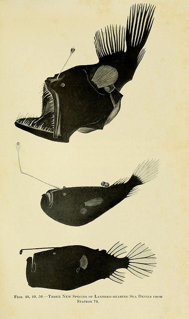 Deep Sea Creatures, Angler Fish, Deep Sea Fishing, Publication Design, Fish Patterns, Scientific Illustration, Sea Monsters, Ocean Creatures, Zoology