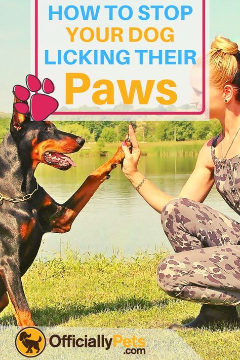 How to Stop Your Dog From Licking Their Paws | Does your dog like to lick their paws? Find out why they may be doing so and how you can help to prevent it! Why Do Dogs Lick, Dog Paw Care, Dogs Paw, Adoption Photos, Paw Care, Dog Business, Dog Health Tips, Prints Poster, Pet Hacks