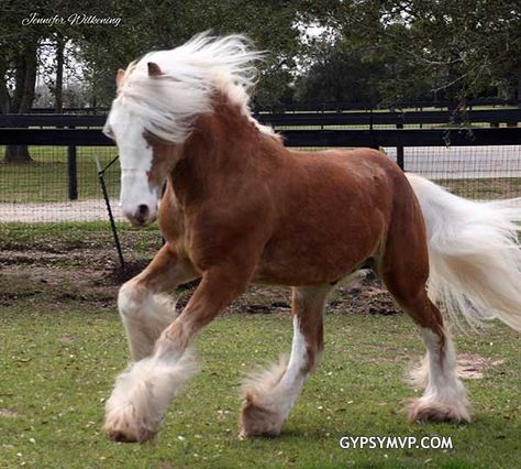 Gypsy Vanner Horses for Sale | Colt | Silver Bay | Chewbacca Vanner Horse, Bay Horses, Silver Bay, Palomino Horse, Bay Horse, Most Beautiful Horses, English Bull Terriers, Draft Horses, Horses For Sale