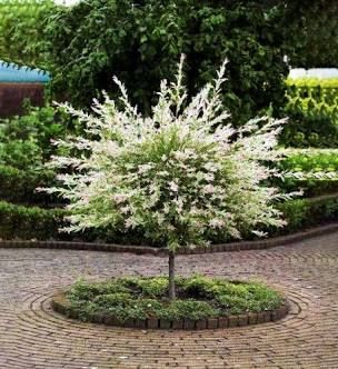 Dappled Willow Tree, Hakuro Nishiki, Cozy Garden, Dappled Willow, Front Landscaping, Backyard Paradise, Moon Garden, Have Inspiration, Ornamental Trees