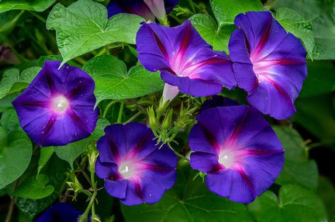 Eric Satie, Morning Glory Flowers, Purple Plants, Scrapbook Flowers, Morning Glories, Flower Therapy, Moon Flower, Garden Soil, Flower Art Painting