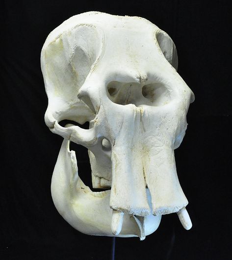 Asian Elephant Adult Female Skull | My Site Elephant Brain, Elephant Skull, Asiatic Elephant, Female Skull, Elephant Facts, African Bush Elephant, Bull Elephant, North Sumatra, Animal Skeletons