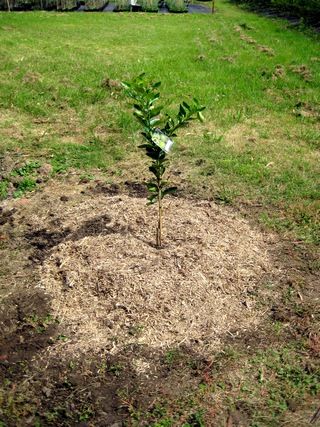 Hints for growing citrus trees Planting Citrus Trees In Ground, Orchard Ideas, Citrus Orchard, Backyard Orchard, Planting Fruit, Grafting Fruit Trees, Grapefruit Tree, Growing Citrus, Planting Fruit Trees