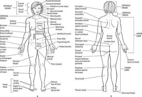 The anatomical regions (shown) compartmentalize the human body. Just like on a map, a region refers to a certain area. The body is divided into two major portions: axial and appendicular. The axial body runs right down the center (axis) and consists of everything except the limbs, meaning the head, neck, thorax (chest and back), […] Anatomical Regions, Muscular System Anatomy, Medical Terminology Study, Basic Anatomy, Head Anatomy, Body Diagram, Basic Anatomy And Physiology, Nurse Study Notes, Pharmacology Nursing