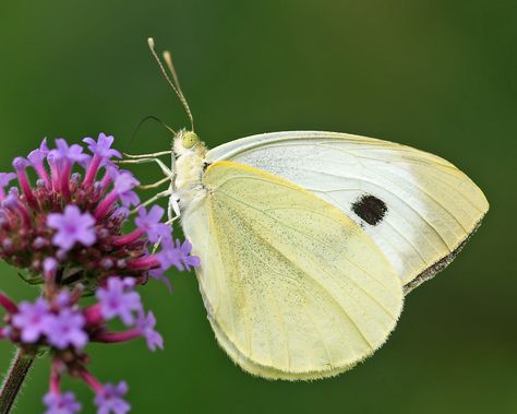 Large White or Cabbage Butterfly (Groot Koolwitje) | Flickr - Photo Sharing! Cabbage Butterfly, Celtic Animals, Black Tips, Garden Angels, British Wildlife, Creepy Crawlies, White Butterfly, North Africa, Large White