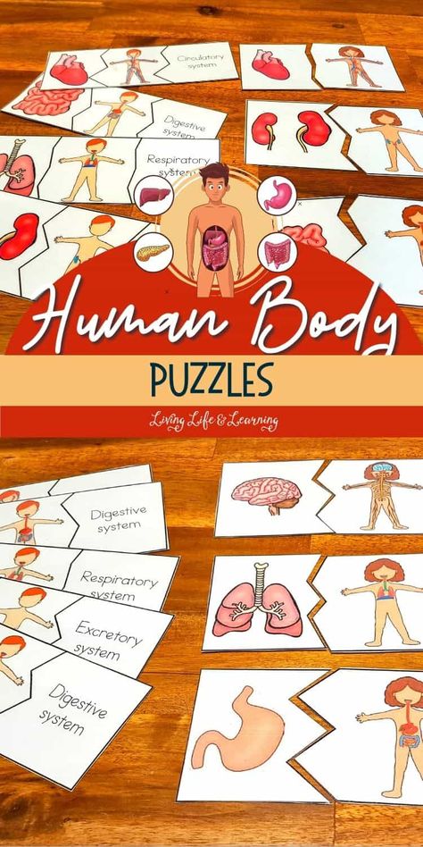 Sensory Organs Anatomy, Human Body Kindergarten Free Printables, Human Body Montessori, Human Body Activities For Kids, Human Body Playdough Mats, Human Body Videos, Body Systems Middle School, Body Systems Activities, Human Body Homeschool