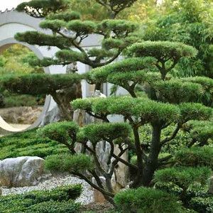 Pinus strobus 'Tiny Kurls' (Eastern White Pine) Japanese Waterfall, Cloud Pruning, Mugo Pine, Pinus Mugo, Backyard Escape, Pine Garden, Seaside Garden, Fragrant Garden, Japan Garden