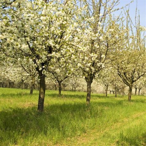 Prunus Avium, Fruit Photography, Fruit Tree, Sweet Cherries, Spring Blooms, Plant Nursery, Cherry Tree, Fruit Trees, Soil