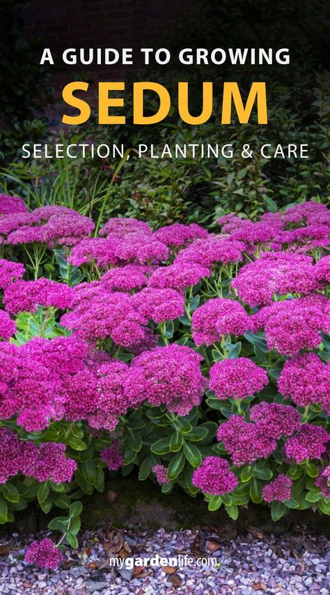 Discover the ultimate guide to growing sedum, from choosing to planting and care tips! Whether you're interested in using sedum as ground cover, in pots, or as a border plant, we've got you covered. Dive into our comprehensive guide and unlock the beauty of sedum in your landscaping projects. Find more groundcover plant ideas and gardening and landscaping inspiration at Mygardenlife.com Sedum Plants Perennials, Sedums In Garden, Sedum Types, Sedum Ground Cover, Propagating Sedum Autumn Joy, Sedum Garden, Sedum Plant, Flowering Succulents, Rock Garden Plants