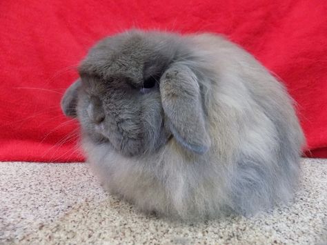 American Fuzzy Lop Rabbit: Facts, Care Sheet, & Pictures Fuzzy Lop Bunny, Bunny Tips, American Fuzzy Lop, Rabbit Facts, Lop Bunny, Holland Lop Bunnies, Pet Information, Lop Rabbit, Fluffy Rabbit