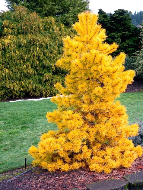 Oregon Plants, Lodgepole Pine, Northwest Garden, Conifers Garden, Eastern Redbud, Chief Joseph, Landscape Plants, English Gardens, Zone 5