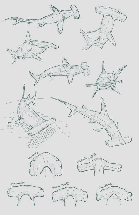 Anatomy Male, Shark Drawing, Animal Drawings Sketches, Shark Art, Shark Tattoos, Animal Anatomy, Animal Study, Hammerhead Shark, Desenho Tattoo