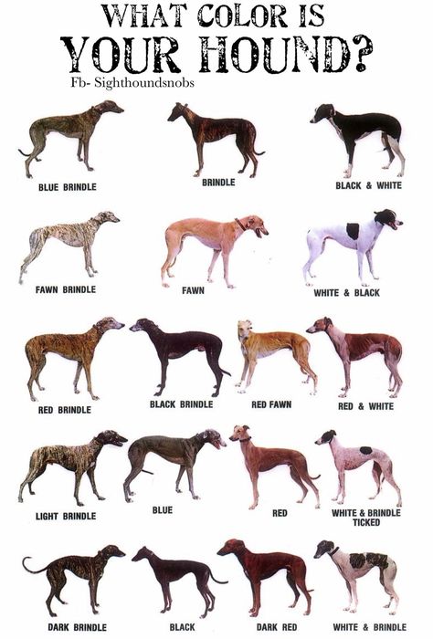 What colour is your greyhound? Greyhound Aesthetic, English Greyhound, Gray Hound, Grey Hounds, Greyhound Puppies, Animal Dictionary, Greyhound Dog Breed, Lurcher Dog, Greyhound Breed