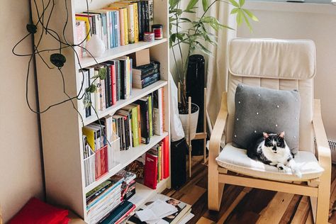 Small Apartment Cat, Apartment Cat, Cat Apartment, Lots Of Plants, Bookshelf Ideas, Studio Apartment Living, Office Decor Professional, Small Tiny House, Bookshelf Organization