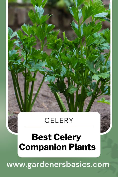 Celery Plant, Growing Celery, Companion Planting Guide, Companion Planting Vegetables, Companion Gardening, Garden Companion Planting, Healthy Nutrition Plan, Companion Plants, Plants To Grow