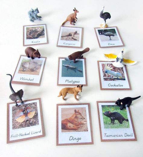 Animals of Australia for the Montessori Wall Map & Quietbook with Printables from Imagine Our Life Animals Of South America, South America Montessori, Montessori Culture, Continent Boxes, Animals Of Australia, Montessori Wall, America Continent, 2 Animals, Montessori Geography