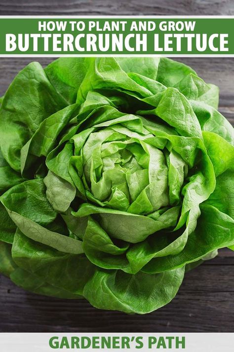 A close up vertical image of a freshly harvested 'Buttercrunch' lettuce set on a dark wooden surface. To the top and bottom of the frame is green and white printed text. Buttercrunch Lettuce, How To Harvest Lettuce, Grow Lettuce, Lettuce Seeds, Planting Guide, Growing Lettuce, Vegetable Garden Planning, Organic Vegetable Garden, Garden Veggies