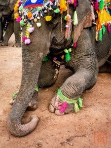 Laos Elephant Festival Laos Landscape, Elephant Festival, Laos Culture, Ho Chi Minh Trail, Southeast Asia, Laos, Animal Lover, Vietnam, Pinterest Likes