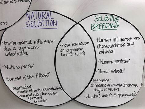 Natural Selection Activity, Natural Selection Notes, Evolution Activities, Evolution Project, Graphing Linear Inequalities, Neet Biology, Igcse Biology, Gcse Biology, Science Posters