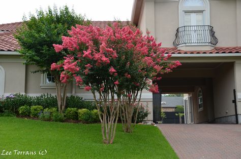 Crepe Myrtle, Crape Myrtle, Shrub Roses, Landscaping Company, Garden Tips, Drought Tolerant, Gardening Tips, Most Popular, Texas