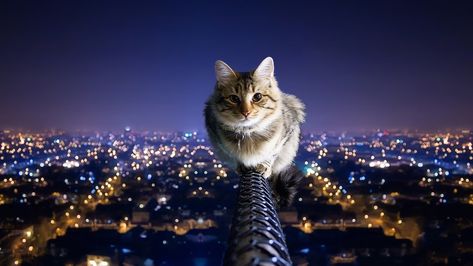 Res: 1920x1080, Windows-10-Wallpaper-HD-Galerie-(87-Plus)-PIC-WPW503376 Railing, City Lights, A Cat