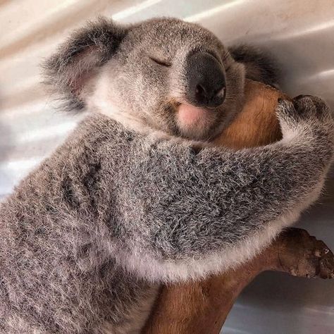 Koala Meme, Funny Koala, Zoo Babies, Baby Koala, Caption This, Australian Animals, Baby Animals Funny, Appaloosa, Quarter Horse