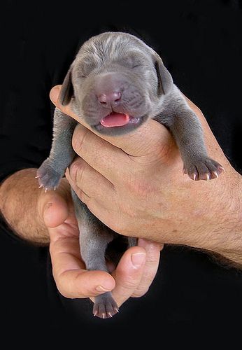 Blue Weimaraner Newborn Puppy | 3 day old Blue Weimaraner pu ... Blue Weimaraner Puppy, Puppies Newborn, Blue Weimaraner, Weimaraner Puppy, Newborn Puppy, Weimaraner Puppies, Dog Corner, Puppy Photography, Newborn Puppies