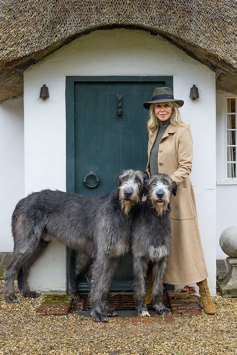 Teal Cottage, Wolfhound Puppies, Irish Wolfhound Puppies, Irish Wolfhound Dogs, Wolfhound Dog, Scottish Deerhound, Psy I Szczenięta, Irish Wolfhound, Animale Rare