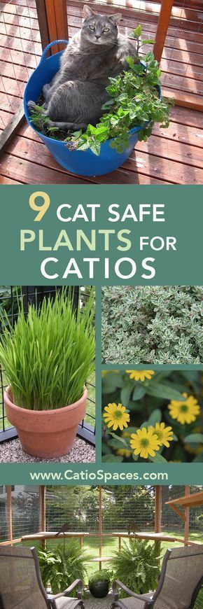 Check out these top cat safe plants for a catio! Includes a resource for indoor plants too as many plants are toxic to cats. #catscarefaces Cat Safe Plants, Katt Grejer, Cat Patio, Outdoor Cat Enclosure, Cat Plants, Top Cat, Cat Enclosure, Cat Garden, Outdoor Cats