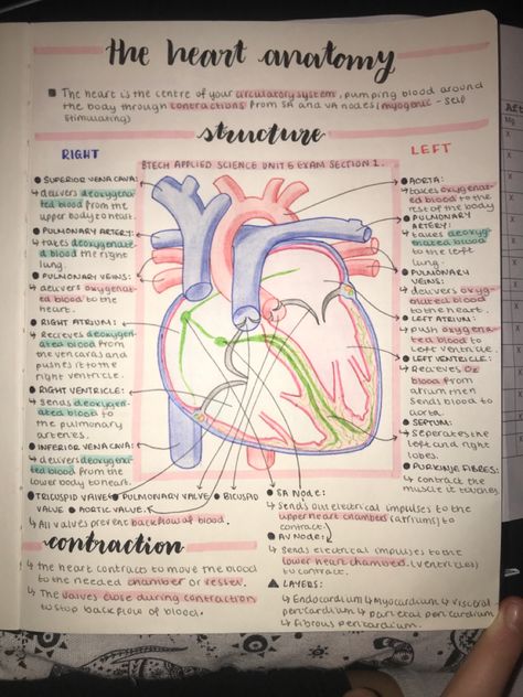 The Heart Anatomy, Anatomy And Physiology Study, Physiology Study, Studie Hacks, Learn Biology, Nurse Study Notes, Heart Anatomy, Nursing Student Tips, Biology Facts