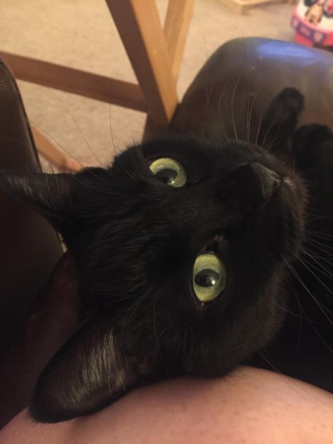 My House Panther Hazel. Her Nickname is Moo Black Cat With Hazel Eyes, Cat With Hazel Eyes, Cat Book, Cat Images, A Black Cat, Hazel Eyes, Black Cats, My House, Panther