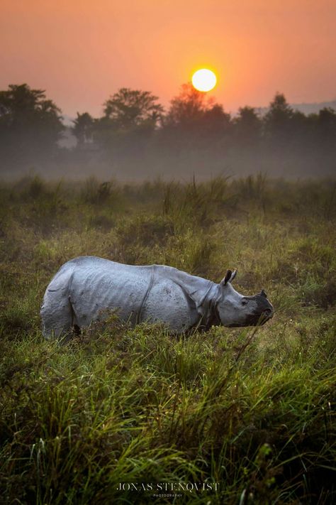 Kaziranga sunrise. — A greater one-horned rhino walks through the high grass at Kaziranga national park in Assam, India. Kaziranga National Park Photography, Assam Aesthetic, One Horned Rhino, Assamese Culture, Indian Rhino, Kaziranga National Park, Mystical Nature, Rhino Art, Deer Photography