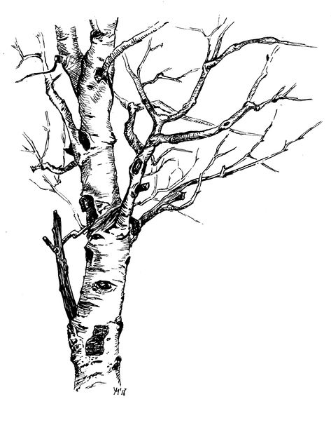 Aspen Tree Drawing, Sketches Nature, Tree Line Drawing, Tree Drawing Simple, Camping Tattoo, Aspen Art, Tree Tattoos, Aspen Tree, Spirit Bear