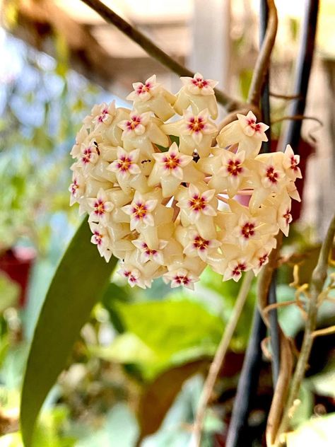 The paper “Variations in the Hoya verticillata complex in Thailand” by Kidyue, et. al. in 2007 is an epic. Some 500 plants were collected from 50 sites all throughout Thailand in 2002 to 2003 and grown in the same university greenhouse to observe the habit not just in the wild but also in cultivation. Hoya Verticillata, In The Wild, The Wild, Bali, Thailand, University, Plants, Flowers