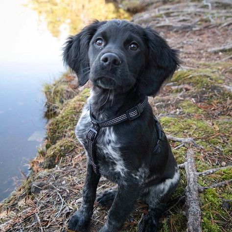 14 Amazing Facts About the Brittany Dog | Page 2 of 3 | PetPress French Brittany Puppy, French Brittany Spaniel Puppy, Brittany Dog Breed, Dog Manifestation, Breton Dog, French Brittany Spaniel, Brittany Spaniel Puppies, Brittany Puppies, Medium Dog Breeds