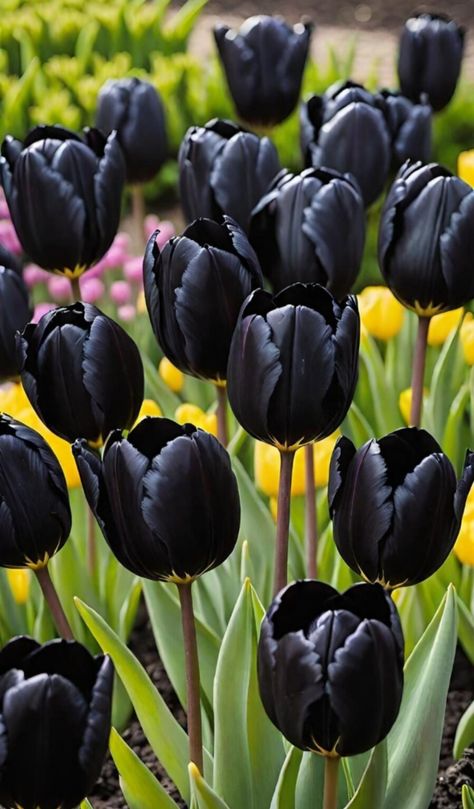 21st Bday Ideas, Tulips Garden, Black Tulips, Tulip Bouquet, Flower Phone Wallpaper, Tulips, House Warming, Book Art, Phone Wallpaper